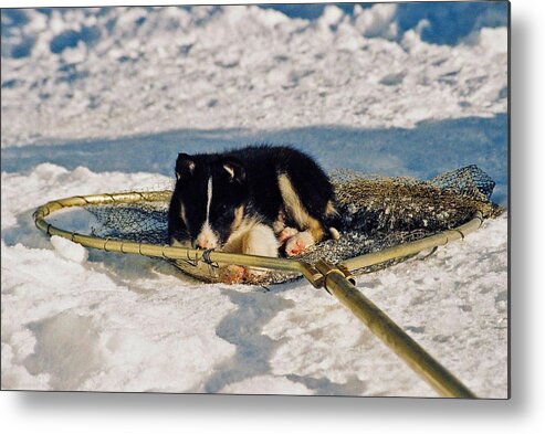 Alaska Metal Print featuring the photograph Sleeping Puppy by Juergen Weiss