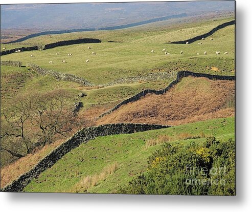 Yorkshire Moors Metal Print featuring the photograph Snaking Stone Walls by Martyn Arnold