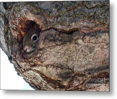 Squirrel Metal Print featuring the photograph Sneaky Squirrel by Deborah Johnson