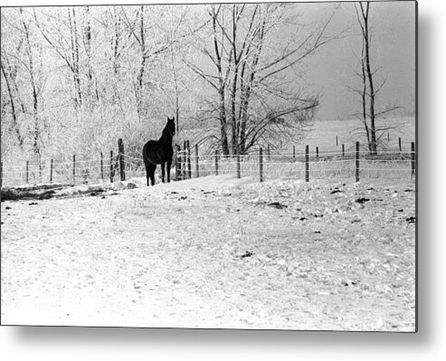 Horse Ward County North Dakota Metal Print featuring the photograph Snow Horse by William Kimble