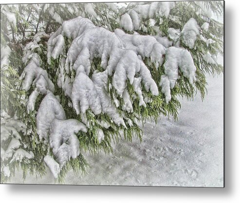 Victor Montgomery Metal Print featuring the photograph Snow On The Pine by Vic Montgomery