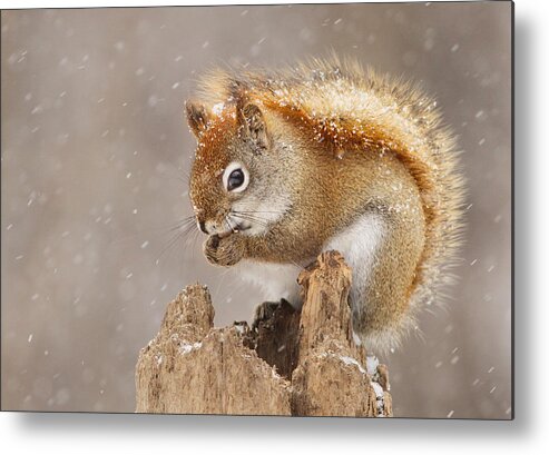 Nature Metal Print featuring the photograph Snow Storm by Mircea Costina