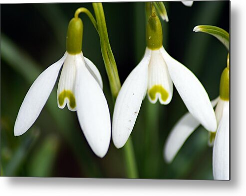 Snowdrops Metal Print featuring the photograph Snowdrops by Larry Ricker