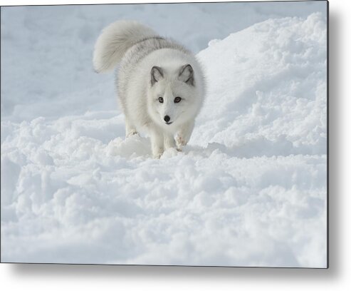 Wildlife Metal Print featuring the photograph Snowy Day Stroll by Sandra Bronstein
