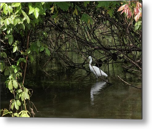 Egret Metal Print featuring the photograph Snowy Egret by Jessica Levant