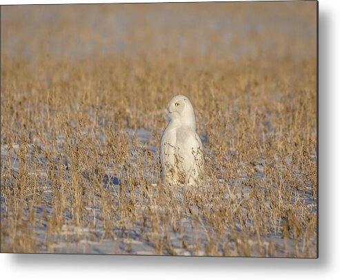 Snowy Owl (bubo Scandiacus) Metal Print featuring the photograph Snowy Owl 2016-5 by Thomas Young