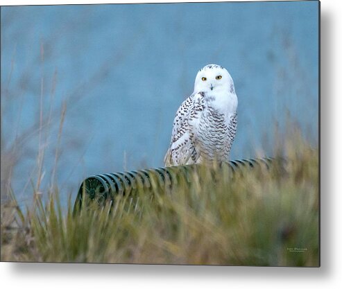 Snowy Owls Metal Print featuring the photograph Snowy Owl on a park bench by Judi Dressler