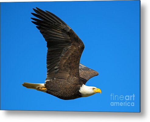 American Bald Eagle Metal Print featuring the photograph Soar by Michael Dawson