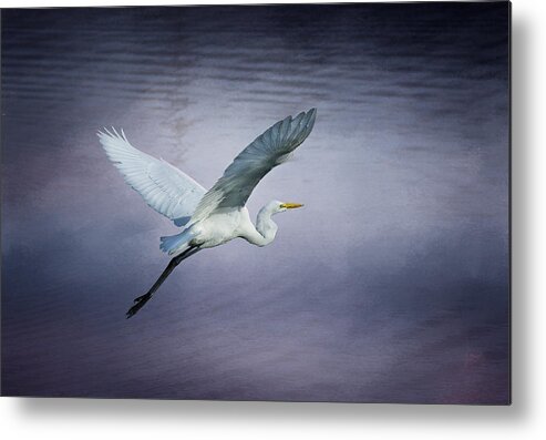 Egret Metal Print featuring the photograph Soaring Egret by Morgan Wright