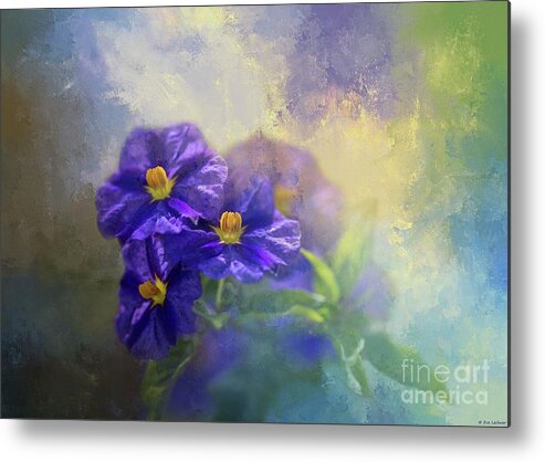 Solanum Metal Print featuring the photograph Solanum by Eva Lechner