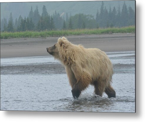 Grizzly Bear Metal Print featuring the photograph Something In The Air by Fraida Gutovich