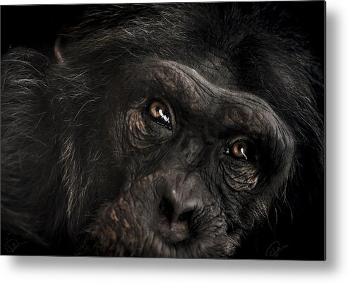 Chimpanzee Metal Print featuring the photograph Sorrow by Paul Neville