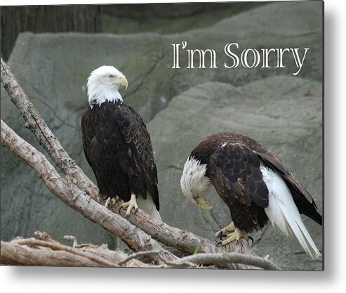 Eagles Metal Print featuring the photograph Sorry by Michael Peychich
