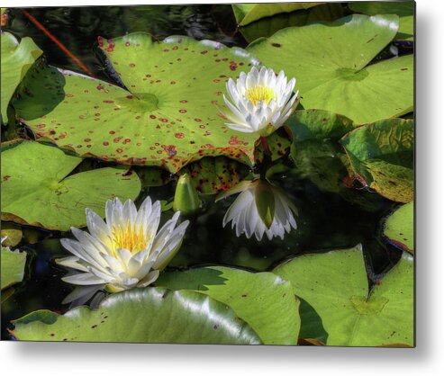 Southern Lilies Metal Print featuring the photograph Southern Lilies by JC Findley
