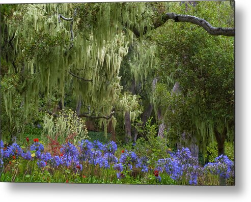 Garden Metal Print featuring the photograph Spanish Moss and Alliums by ShaddowCat Arts - Sherry