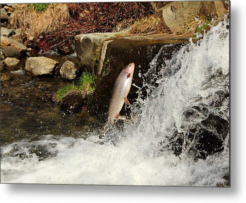 Fish Metal Print featuring the photograph Spawning Run Rainbow Trout by Duane Cross