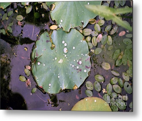 Lillypad Metal Print featuring the photograph Spider and Lillypad by Richard Rizzo