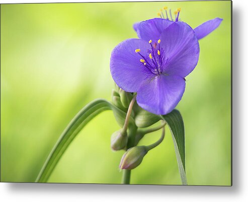Indiana Metal Print featuring the photograph Spiderwort Wildflower - Horizontal by Ron Pate