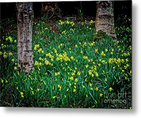 Flowers Metal Print featuring the photograph Spring Daffoldils by Martyn Arnold