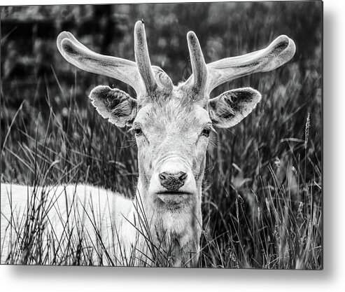 Spring Metal Print featuring the photograph Spring Deer by Nick Bywater