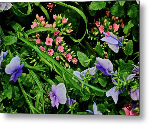 Spring Flowers Metal Print featuring the photograph Spring Show 18 Pink Kalanchoe and Viola by Janis Senungetuk