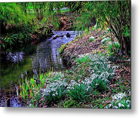 Snowdrops Metal Print featuring the photograph Spring Snowdrops by Stream by Martyn Arnold