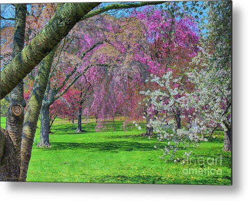 Tree Metal Print featuring the photograph Springtime in New York by Jeanne OConnor