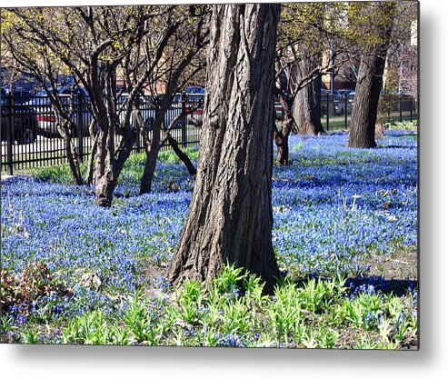 Landscape Metal Print featuring the photograph Springtime in the City by Laura Kinker