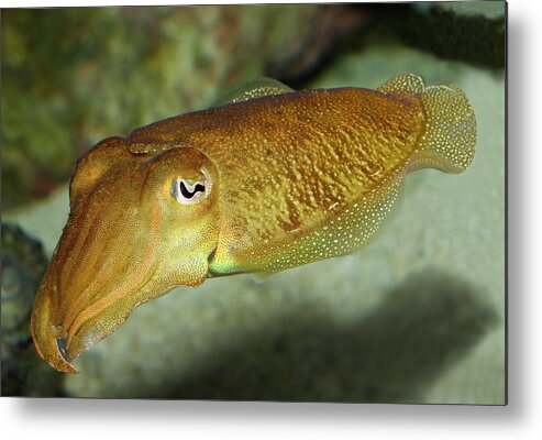 Ocean Metal Print featuring the photograph Squid Portrait by Gary Shepard