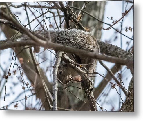 Squirrel Metal Print featuring the photograph Squirrel Just Hanging Out by Holden The Moment