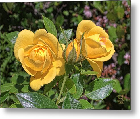  Metal Print featuring the photograph St. Andrews Yellow Rose Family by Daniel Hebard