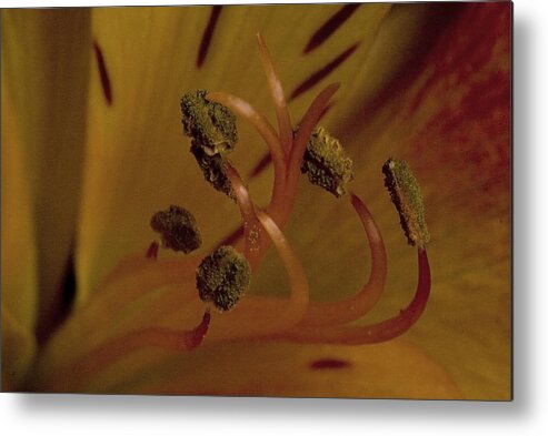 Macro Metal Print featuring the photograph Stand Out by Cheryl Day