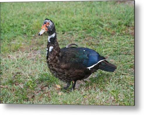 Ducks Metal Print featuring the photograph Standing Duck by Rob Hans