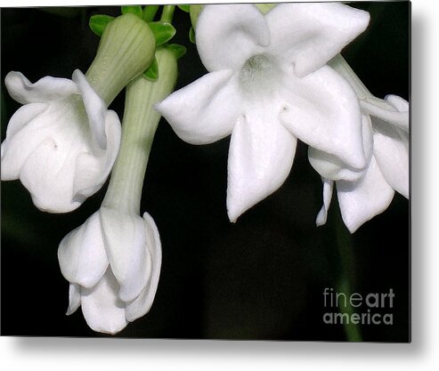 Stephanotis Metal Print featuring the photograph Stephanotis by James Temple