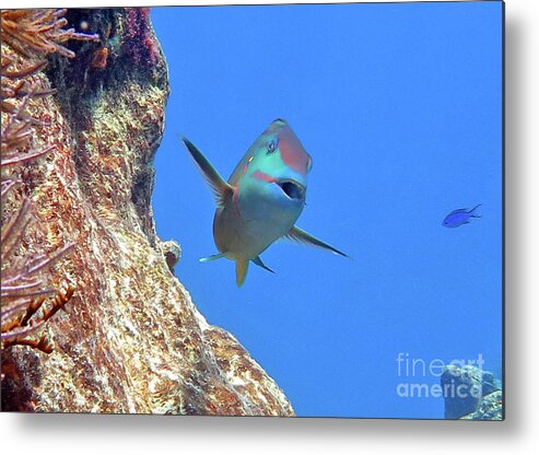 Underwater Metal Print featuring the photograph Stoplight Parrotfish 2 by Daryl Duda