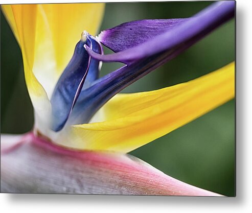 Petal Metal Print featuring the photograph Strelitzia by Shirley Mitchell