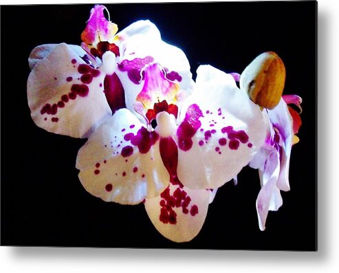 Orchids Metal Print featuring the photograph Stunning Twin Orchids by Sharon Ackley