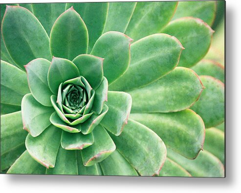Plants Metal Print featuring the photograph Succulents II by Angie Schutt