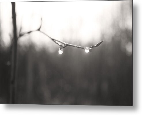 Flowers Metal Print featuring the photograph Sulk With Rain by J C
