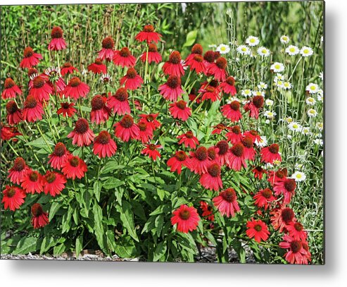 Red Metal Print featuring the photograph Summer Color by Denise Romano