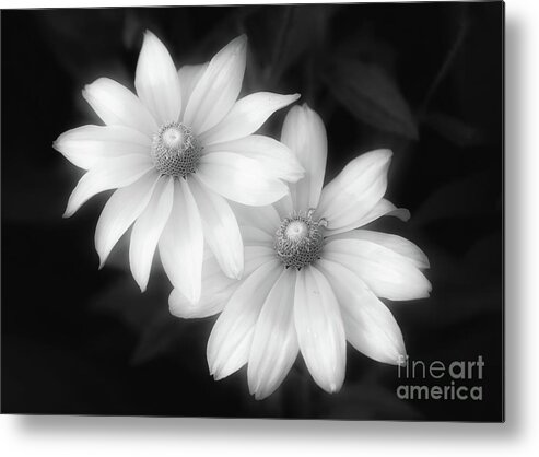 Rudbeckia Metal Print featuring the photograph Sun Sisters in Black and White by Anita Pollak