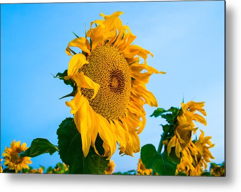 Sunrise Metal Print featuring the photograph Sunflower Morning #2 by Mindy Musick King