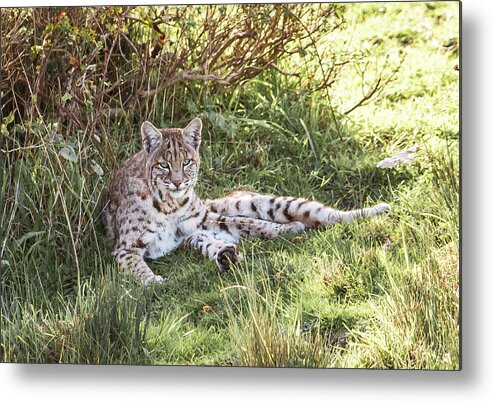 Bobcat Metal Print featuring the photograph Sunlight Stop by Kevin Dietrich