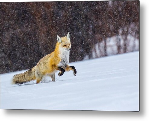 Fox Metal Print featuring the photograph Sunset Flakes by Kevin Dietrich