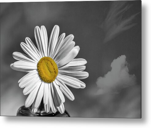 Flower Metal Print featuring the photograph Sunshine On A Cloudy Day by Cathy Kovarik