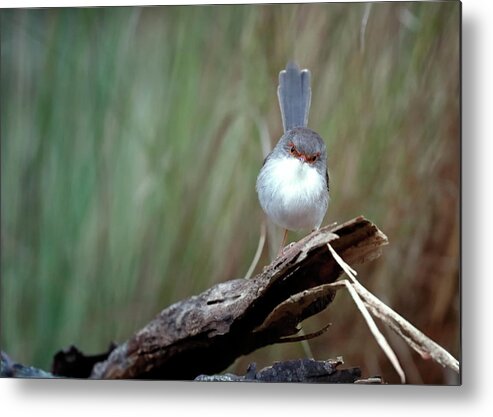 Superb Metal Print featuring the photograph Superb Fairy Wren by Nicholas Blackwell
