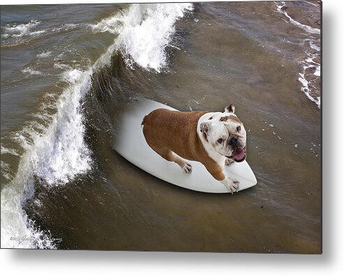 Bulldog Metal Print featuring the photograph Surfer Dog by John A Rodriguez