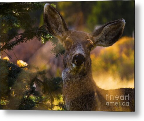 Spring Metal Print featuring the photograph Surprise by Barbara Schultheis