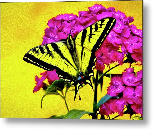 Butterfly Mixed Media. Mixed Media Photo Art. Yellow Swallow Tail Butterfly. Flowers. Lakes. Moths. Caterpillars. Lavera. Feeding. Flying. Garden. Roses. Yellow Flowers. Pink Flowers. Blue Flowers. Birds. Goose. Ducks. Colorado. Colorado Butterflies. Noite Cards. Greeting Cards. Gallery Art. Digital Camera. Digital Photo Art.  Metal Print featuring the digital art Swallow Tail Feeding by James Steele