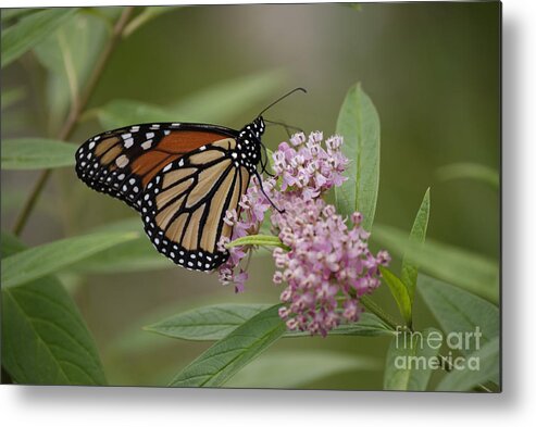 West Virginia Butterflies Metal Print featuring the photograph Swamp Milkweed Monarch by Randy Bodkins